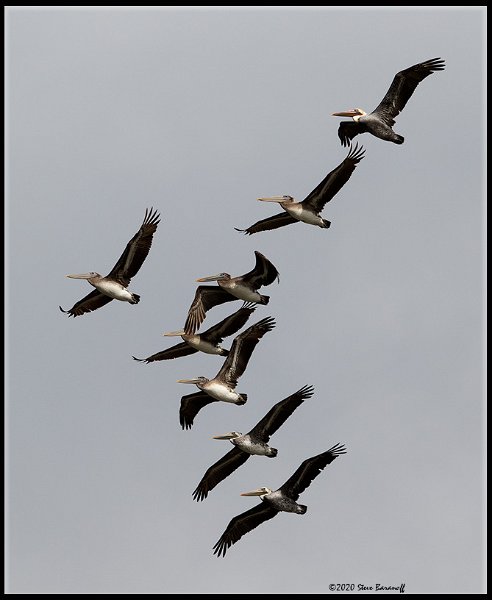 _0SB0704 brown pelicans.jpg